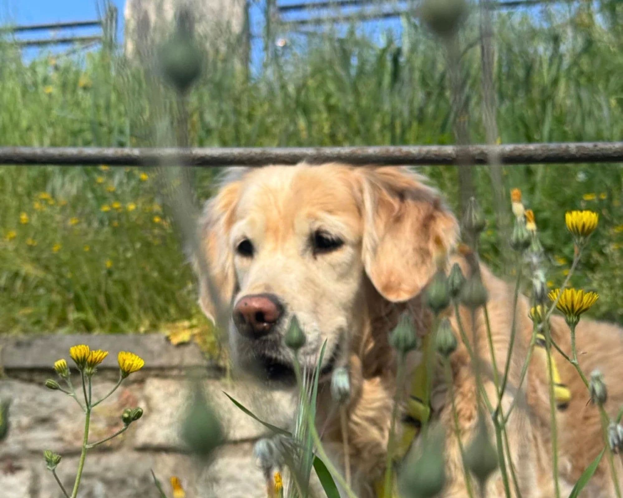 We Dog Castello 2026 — Cultura a Brescia, 14 giugno – 6 settembre